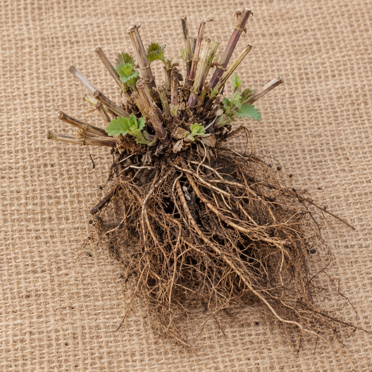 Dormant bare-root hummingbird mint (agastache) as it arrives, laid on burlap