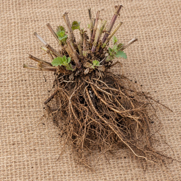 Dormant bare-root hummingbird mint (agastache) as it arrives, laid on burlap