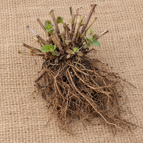 Dormant bare-root hummingbird mint (agastache) as it arrives, laid on burlap