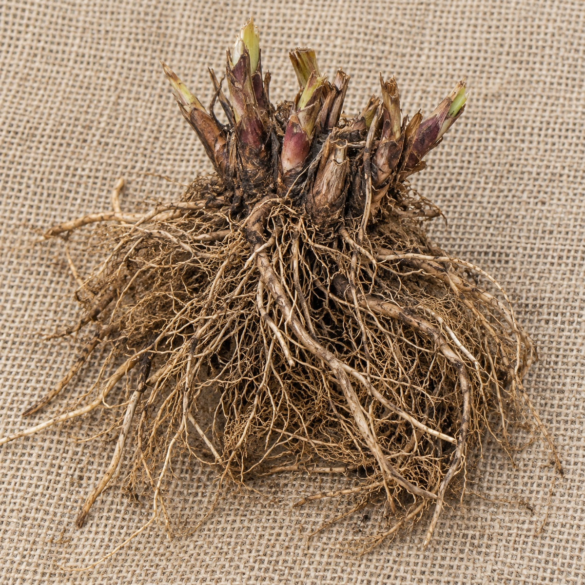 Dormant bare-root Indian pink (spigelia) as it arrives, laid on burlap