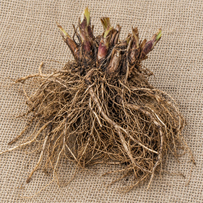 Dormant bare-root Indian pink (spigelia) as it arrives, laid on burlap