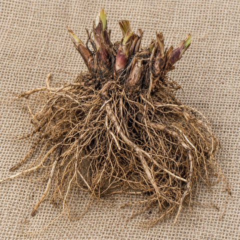 Dormant bare-root Indian pink (spigelia) as it arrives, laid on burlap