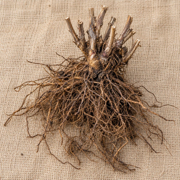 Dormant bare-root ironweed as it arrives, laid on burlap