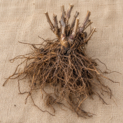 Dormant bare-root ironweed as it arrives, laid on burlap