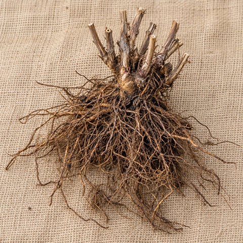 Dormant bare-root ironweed as it arrives, laid on burlap