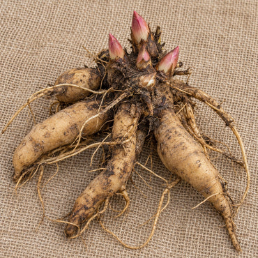Dormant bare-root Itoh peony as it arrives, laid on burlap