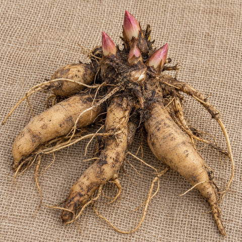 Dormant bare-root Itoh peony as it arrives, laid on burlap
