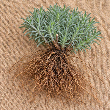 Dormant bare-root lavender plant as it arrives, laid on burlap