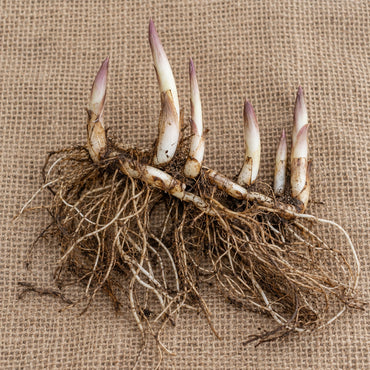 Dormant bare-root lily of the valley as it arrives, laid on burlap