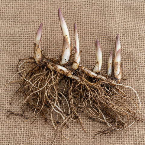 Dormant bare-root lily of the valley as it arrives, laid on burlap
