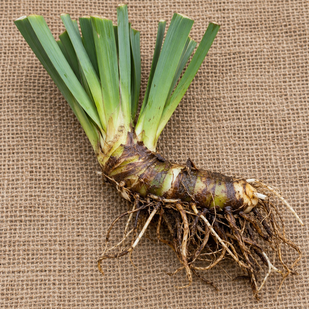 Dormant bare-root Louisiana iris as it arrives, laid on burlap