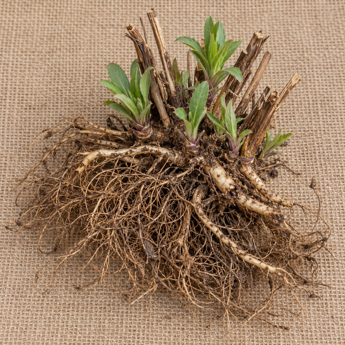Dormant bare-root New England aster as it arrives, laid on burlap