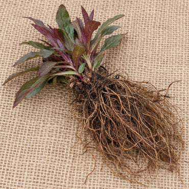 Dormant bare-root penstemon as it arrives, laid on burlap