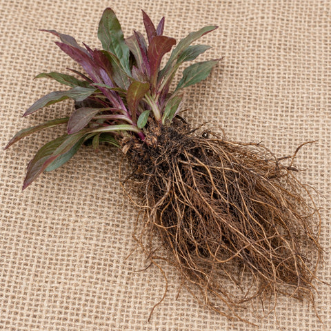 Dormant bare-root penstemon as it arrives, laid on burlap