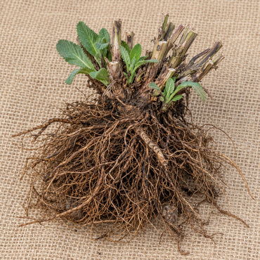Dormant bare-root perennial salvia as it arrives, laid on burlap