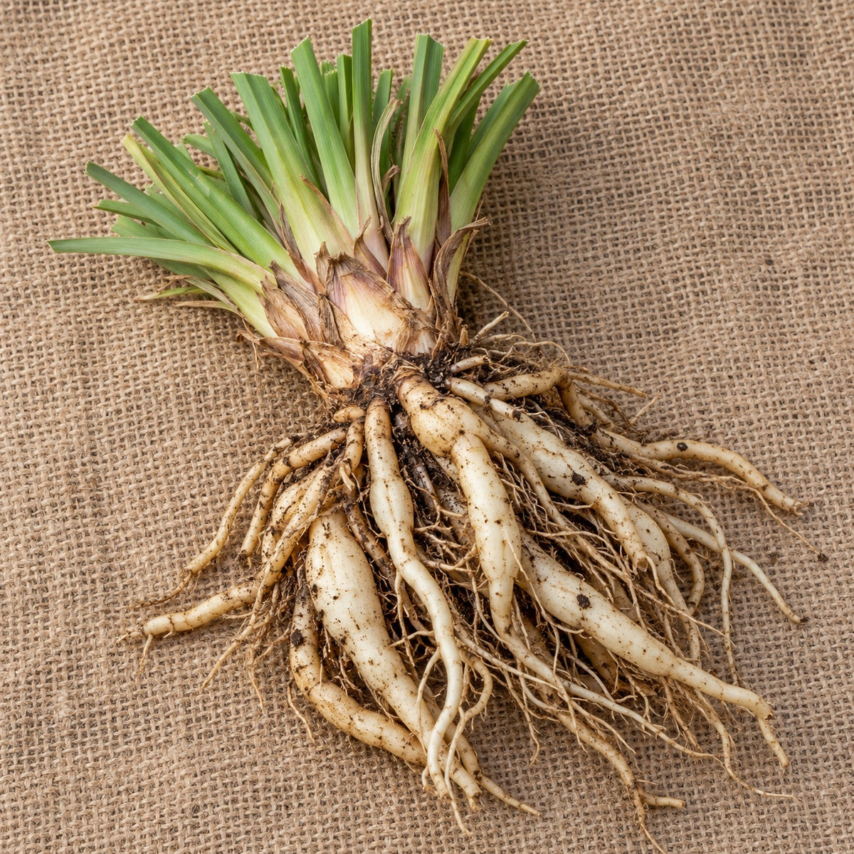 Dormant bare-root red hot poker (kniphofia) as it arrives, laid on burlap
