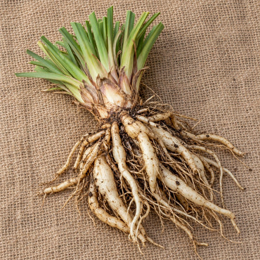 Dormant bare-root red hot poker (kniphofia) as it arrives, laid on burlap
