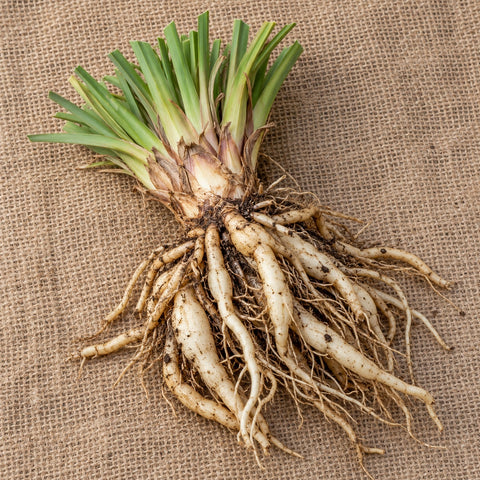 Dormant bare-root red hot poker (kniphofia) as it arrives, laid on burlap