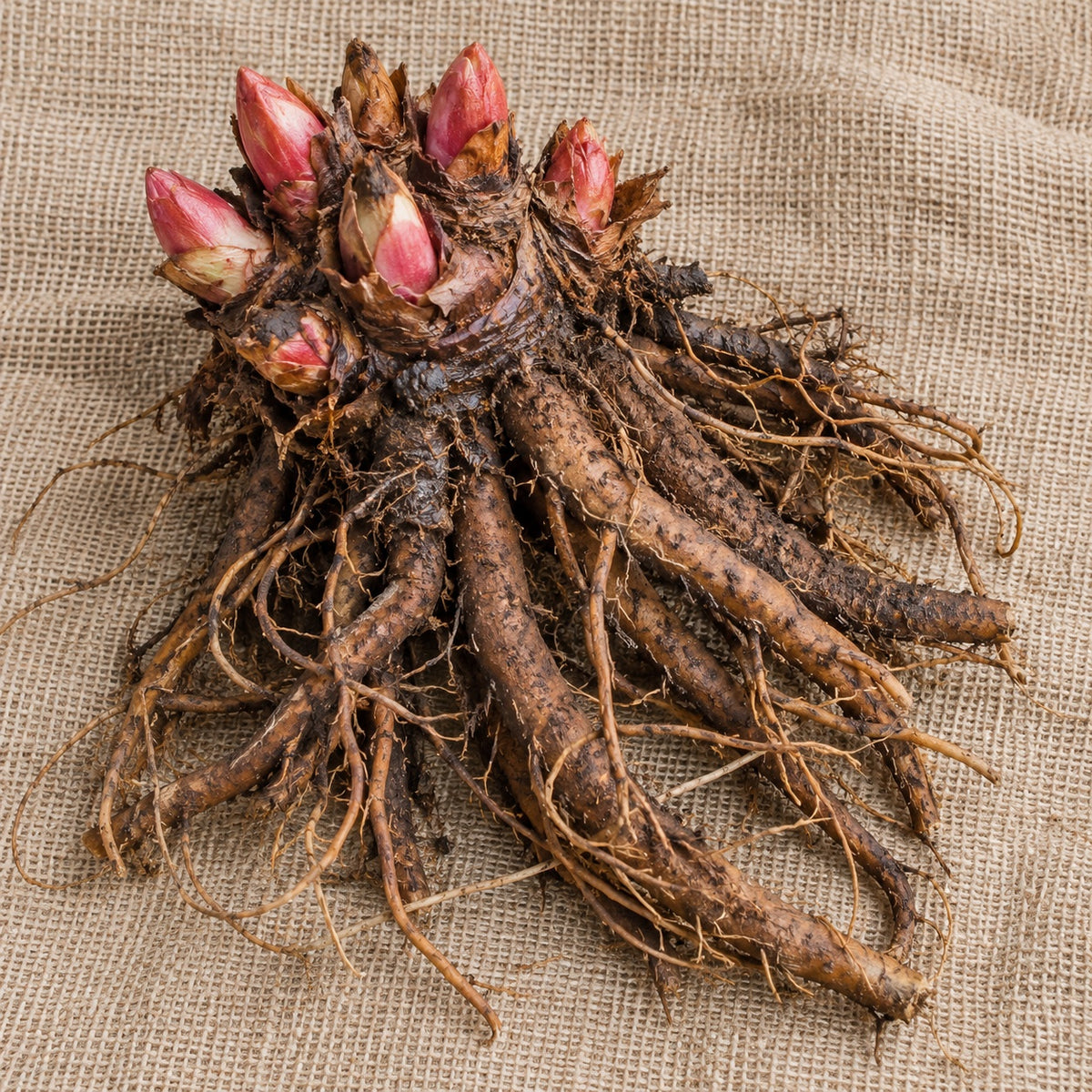 Dormant bare-root rhubarb as it arrives, laid on burlap