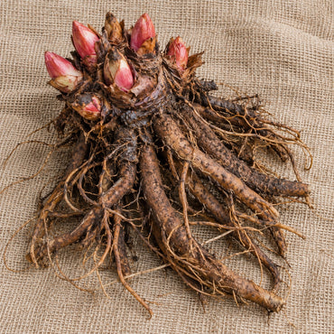 Dormant bare-root rhubarb as it arrives, laid on burlap
