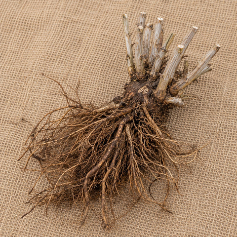 Dormant bare-root Russian sage as it arrives, laid on burlap