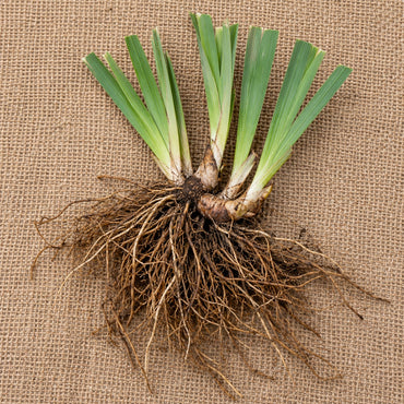 Dormant bare-root Siberian or Japanese iris as it arrives, laid on burlap