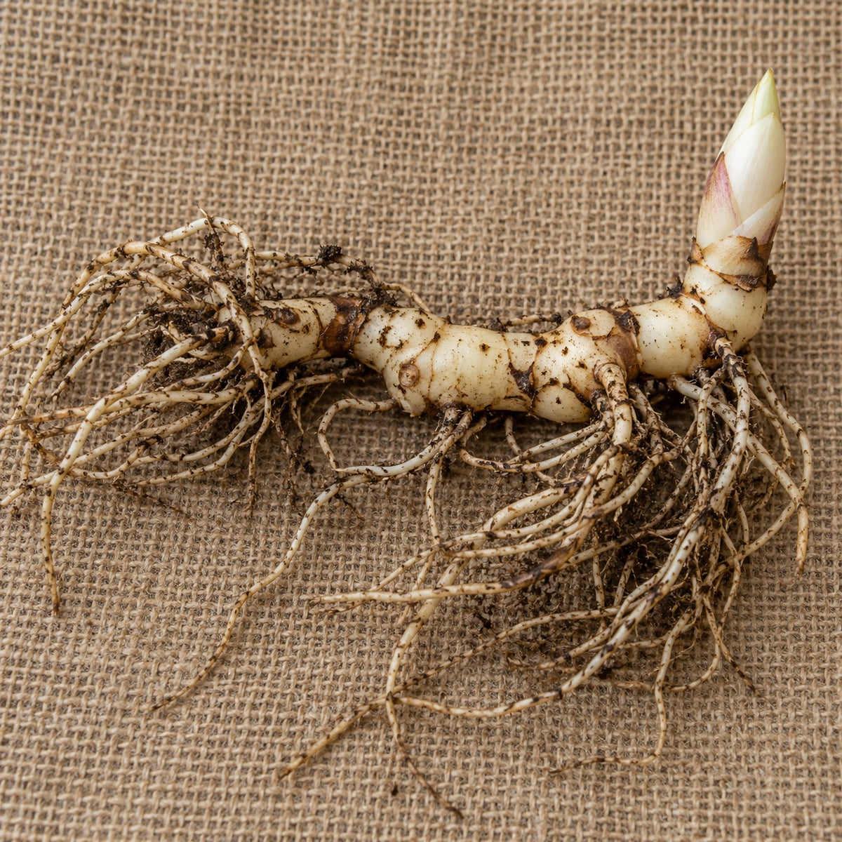 Dormant bare-root Solomon's seal as it arrives, laid on burlap