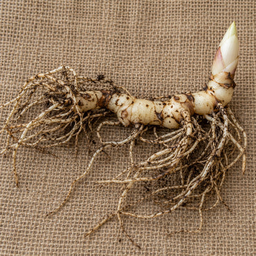 Dormant bare-root Solomon's seal as it arrives, laid on burlap