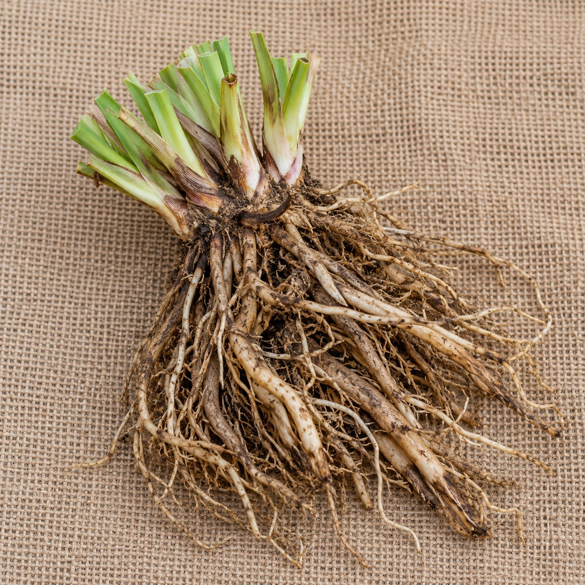 Dormant bare-root spiderwort as it arrives, laid on burlap