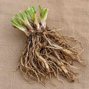 Dormant bare-root spiderwort as it arrives, laid on burlap