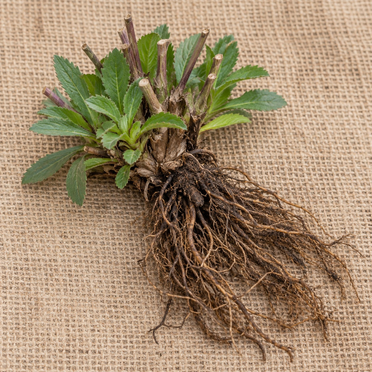Dormant bare-root spike speedwell (veronica) as it arrives, laid on burlap