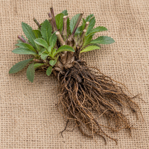 Dormant bare-root spike speedwell (veronica) as it arrives, laid on burlap