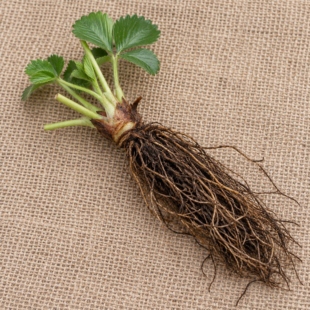 Dormant bare-root strawberry as it arrives, laid on burlap
