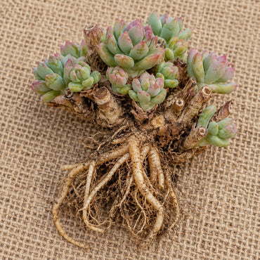 Dormant bare-root upright stonecrop (sedum) as it arrives, laid on burlap