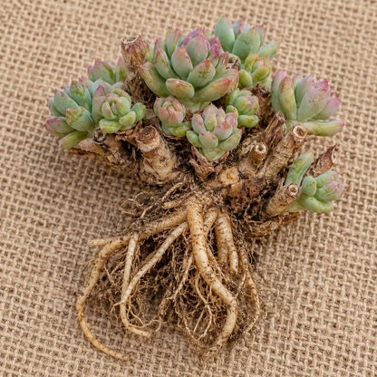Dormant bare-root upright stonecrop (sedum) as it arrives, laid on burlap