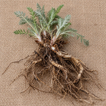 Dormant bare-root yarrow as it arrives, laid on burlap