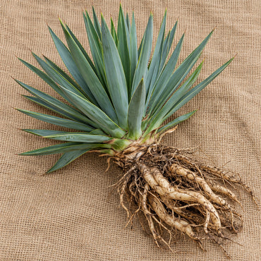 Dormant bare-root yucca as it arrives, laid on burlap