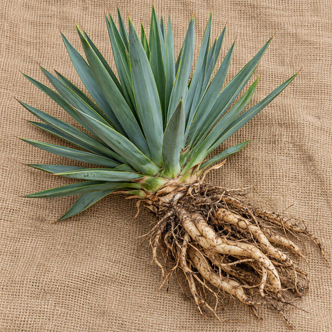 Dormant bare-root yucca as it arrives, laid on burlap