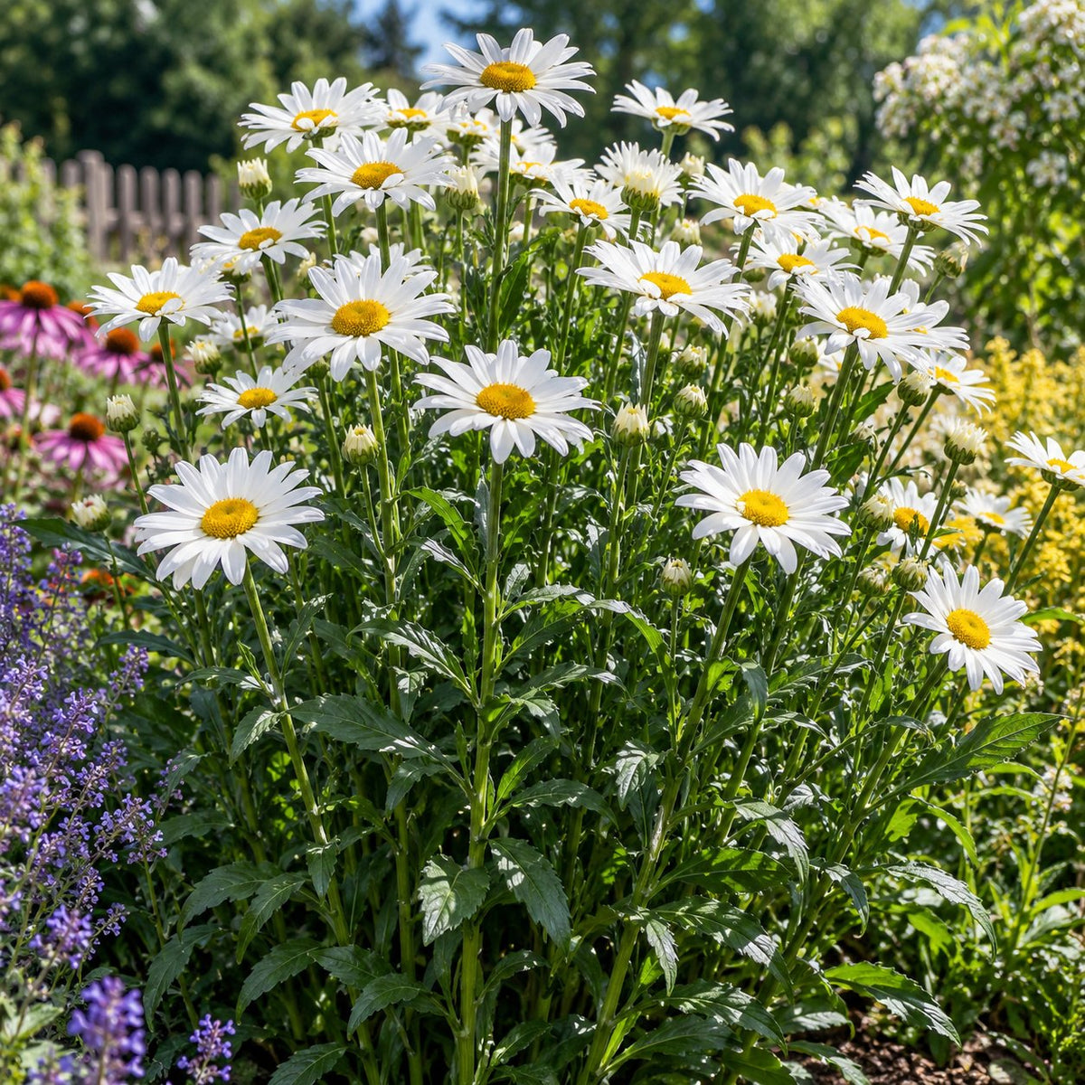 Becky Shasta Daisy