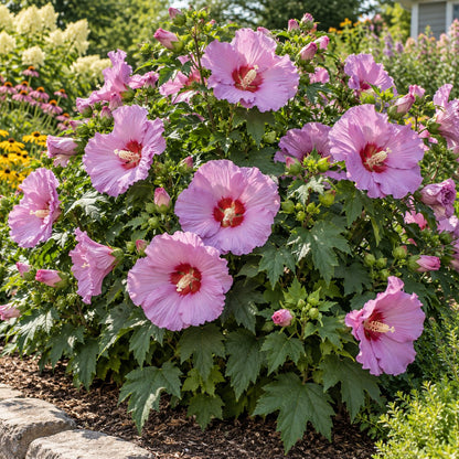 Berry Awesome Hardy Hibiscus