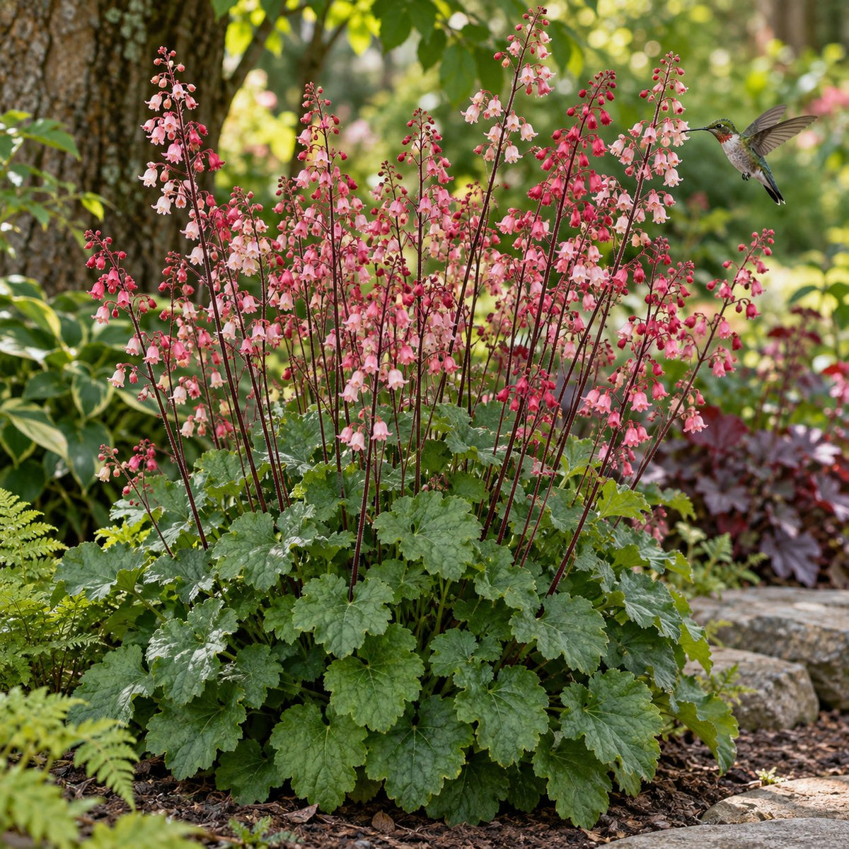 Berry Timeless Coral Bells