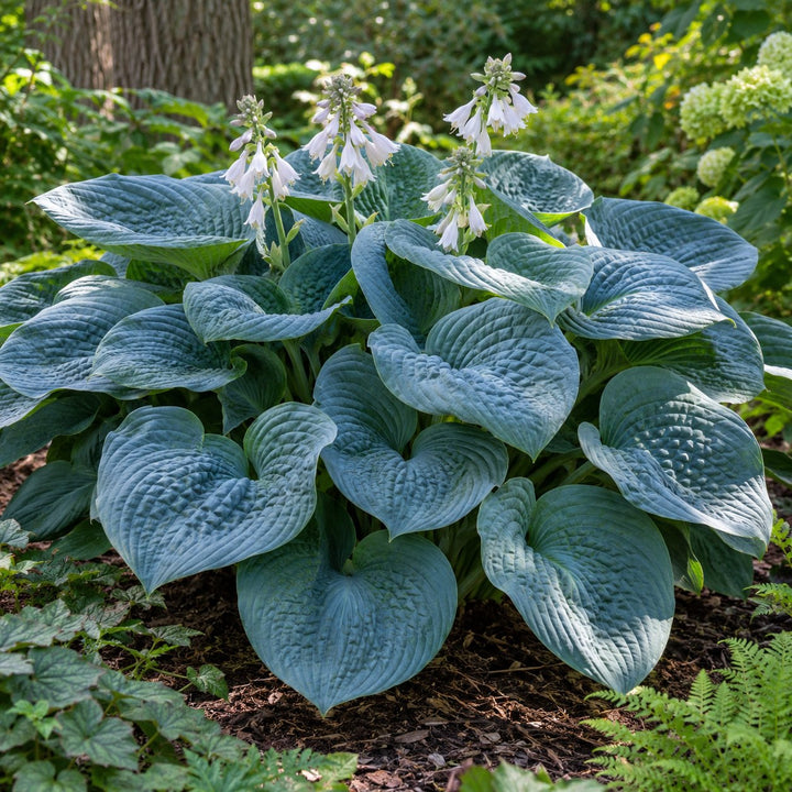 Big Daddy hosta with large puckered blue leaves and white flowers in a mulched bed
