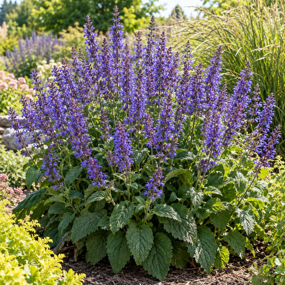 Big Sky Salvia