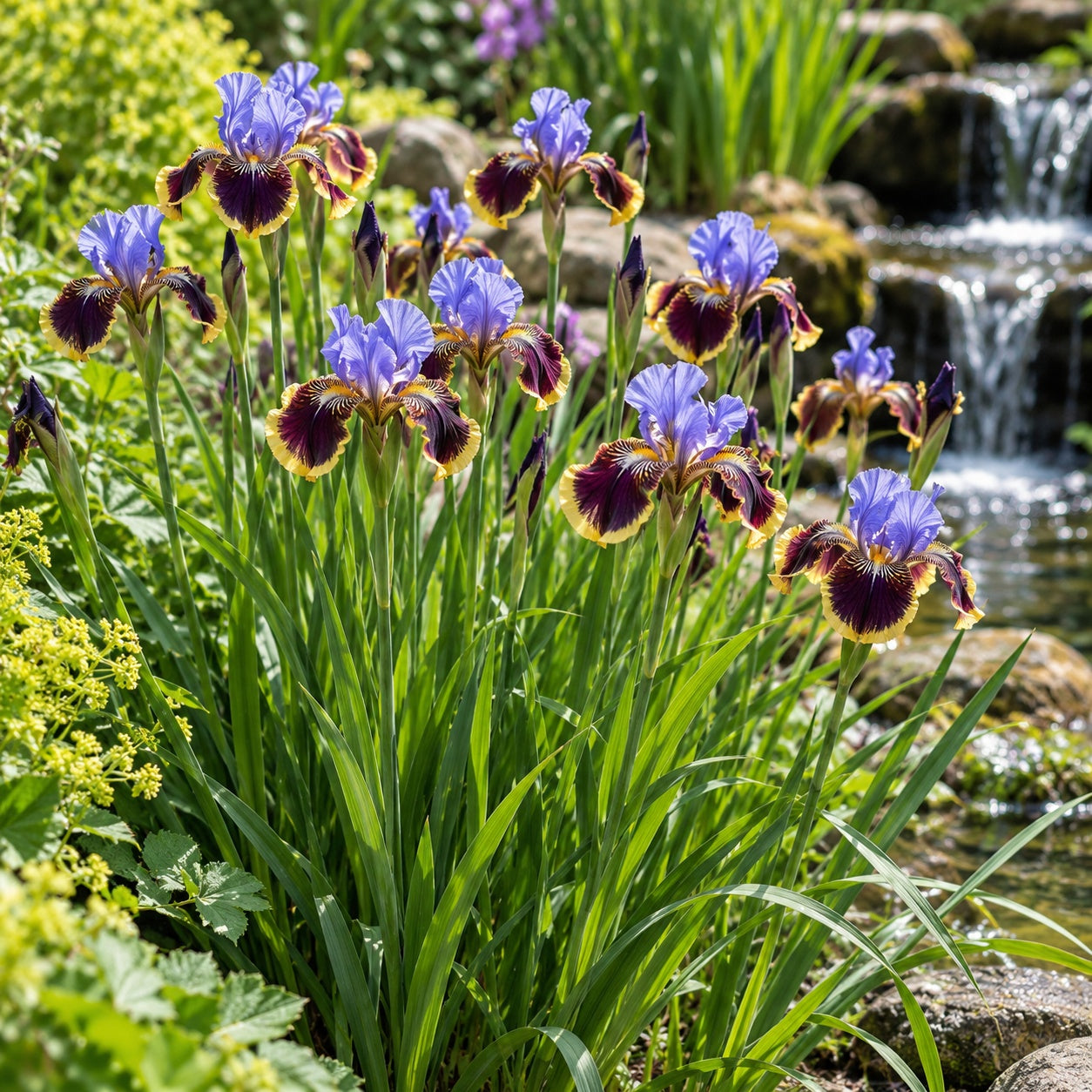 Black Joker Siberian Iris growing in a garden