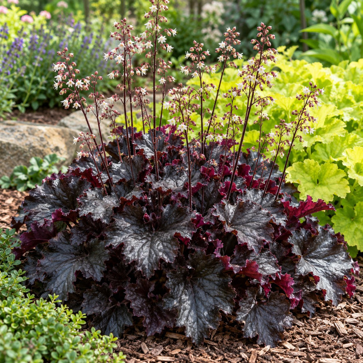 Black Pearl Coral Bells