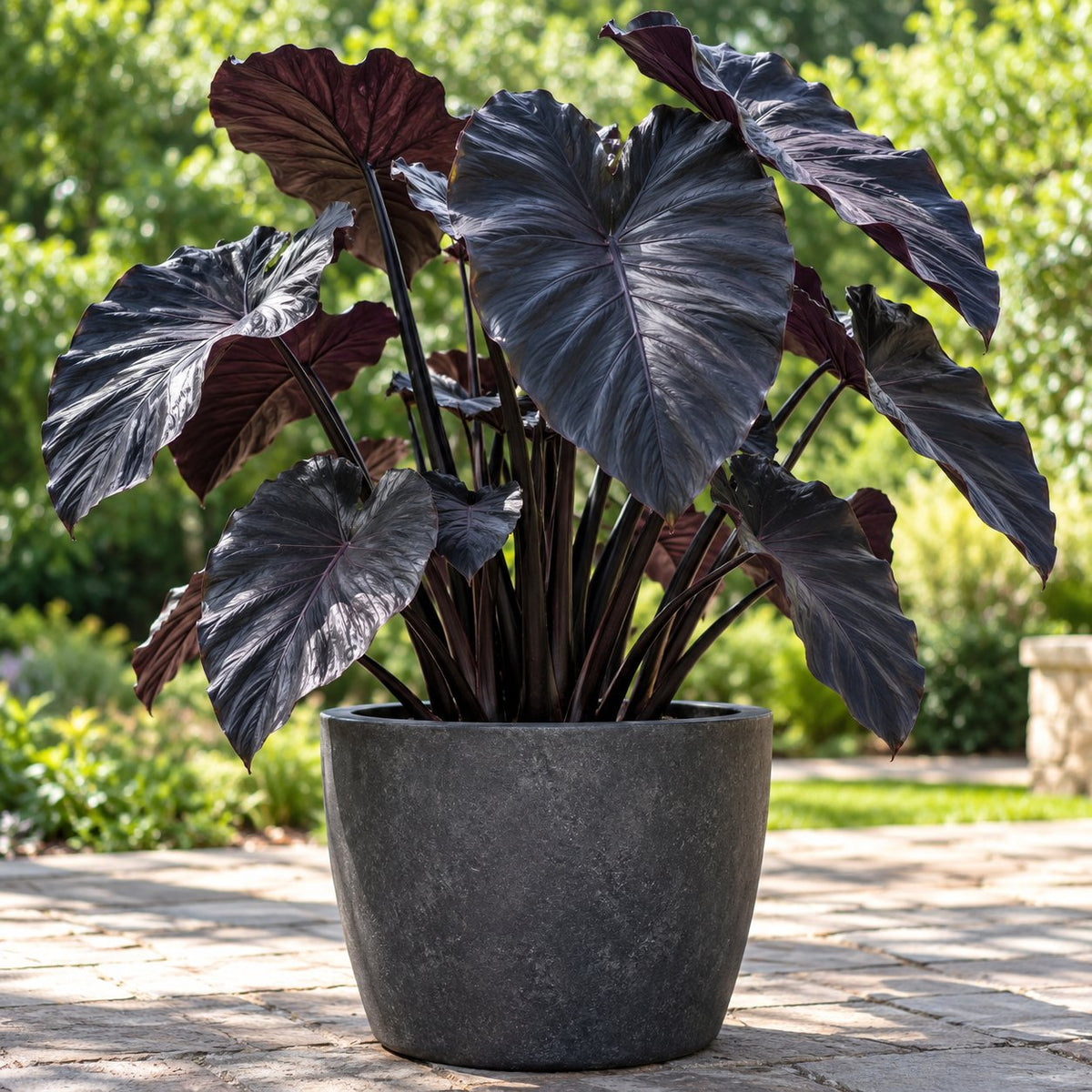 Black Swan Elephant Ear