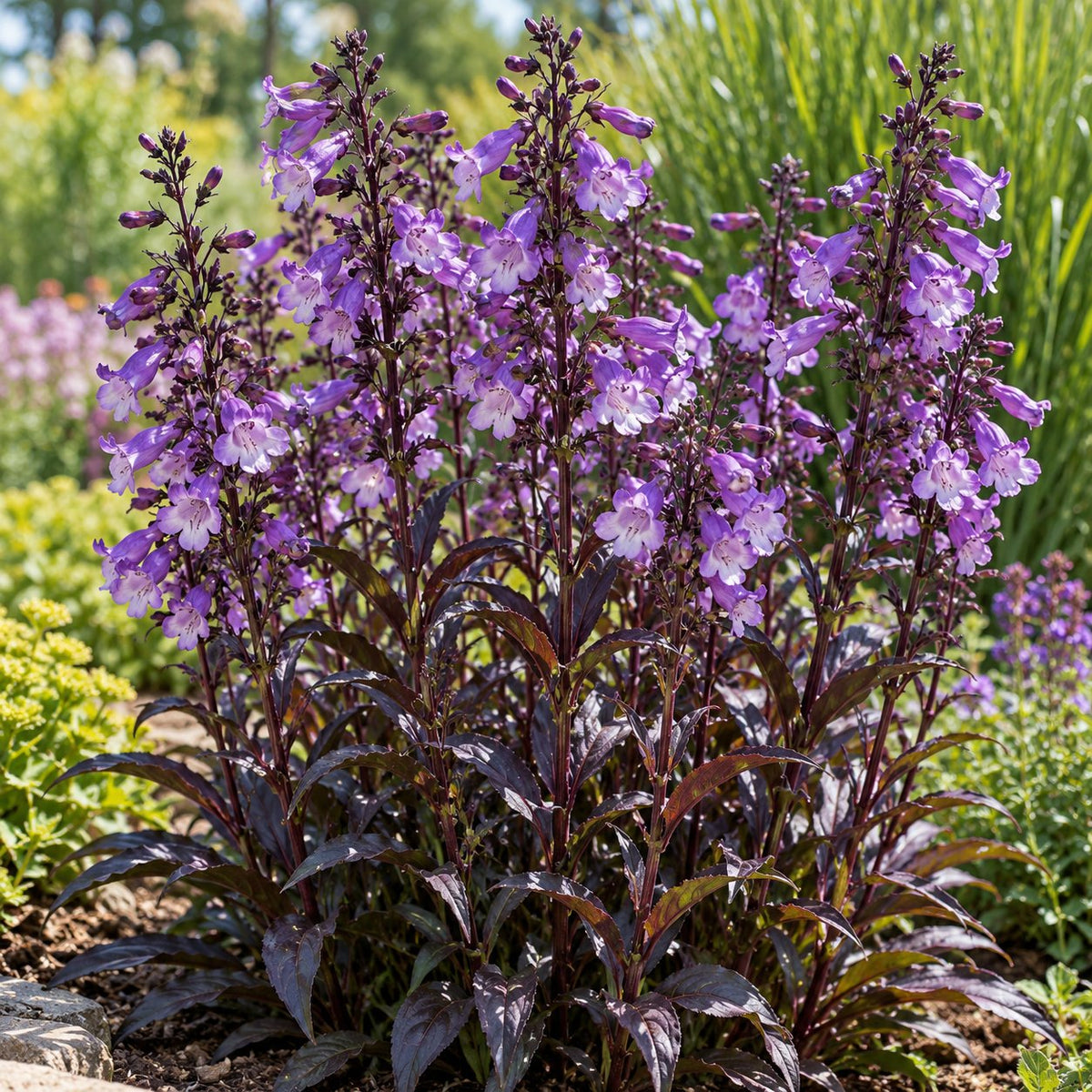 Blackbeard Penstemon