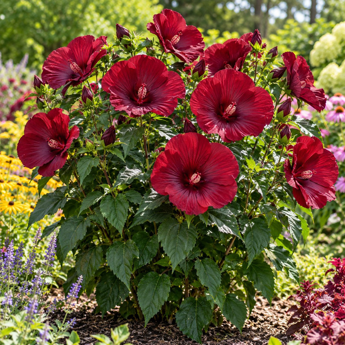 Blackberry Merlot Hardy Hibiscus