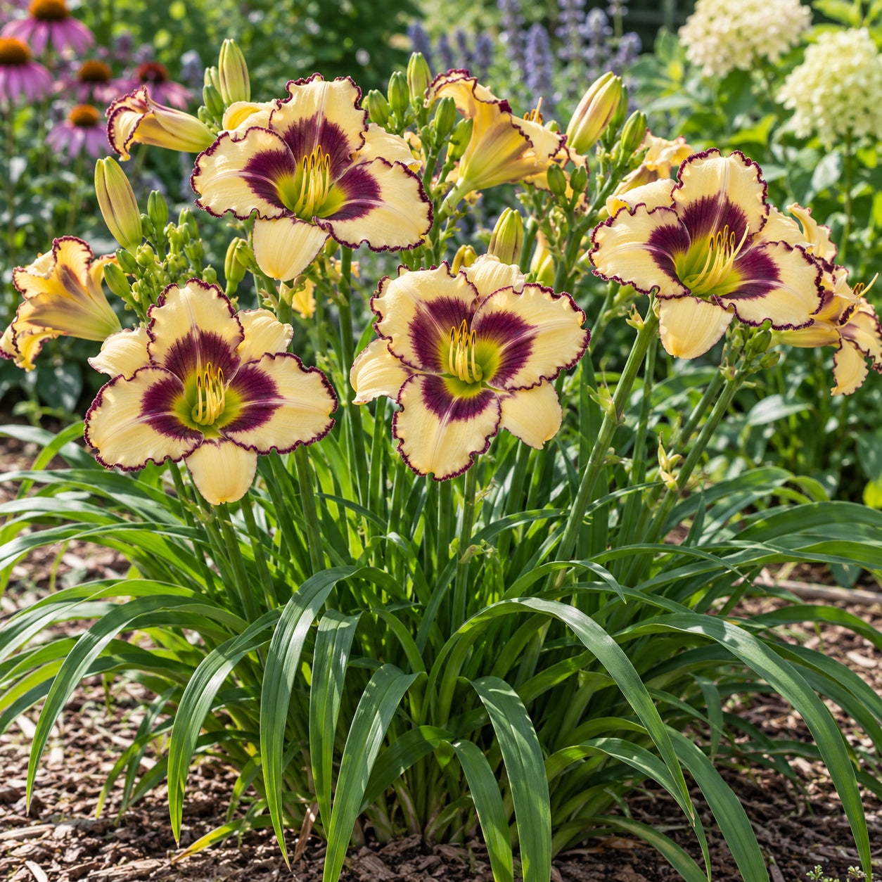 Blackthorne Daylily growing in a garden