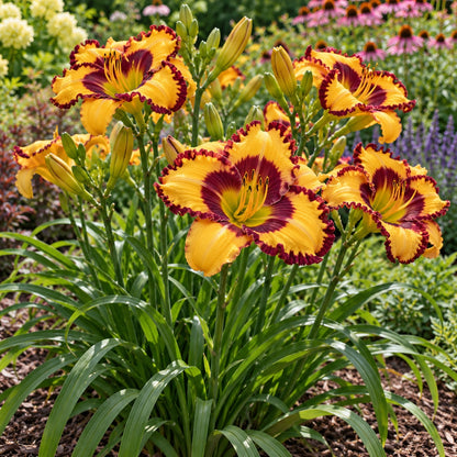 Blazing Glory Daylily growing in a garden